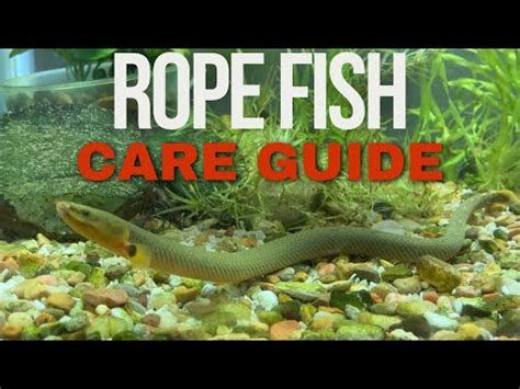 rope fish|Rope Fish: Care Guide for Fascinating Aquarium .